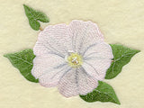 Field Bindweed