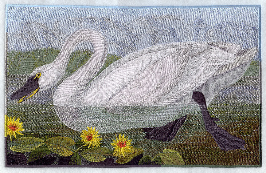 Tundra Swan