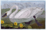 Tundra Swan