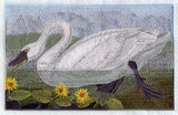 Tundra Swan