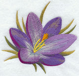 Crocus in Watercolor