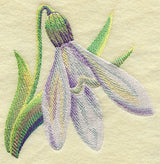 Snowdrop in Watercolor