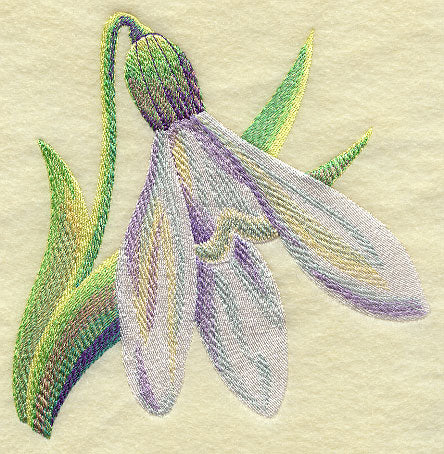 Snowdrop in Watercolor