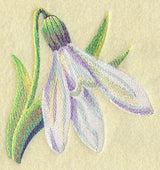Snowdrop in Watercolor