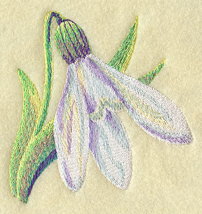 Snowdrop in Watercolor