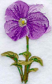Pansy
