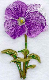 Pansy