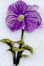 Pansy