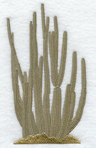 Organ Pipe Cactus