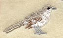 Bird - Mockingbird
