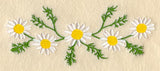 Chamomile