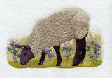 French Sheep