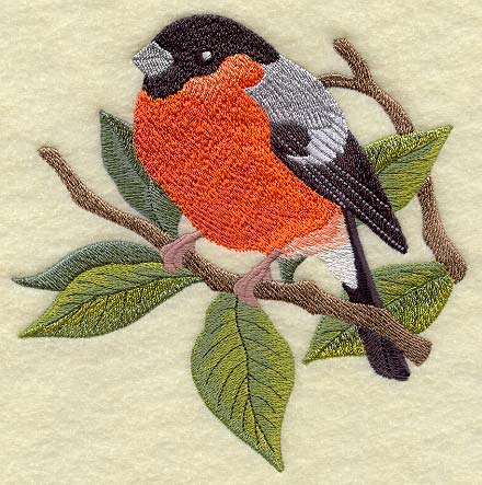 Bullfinch on Walnut Branch