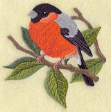 Bullfinch on Walnut Branch