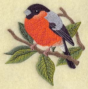 Bullfinch on Walnut Branch