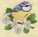 Blue Tit on Blackthorn Branch