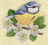 Blue Tit on Blackthorn Branch