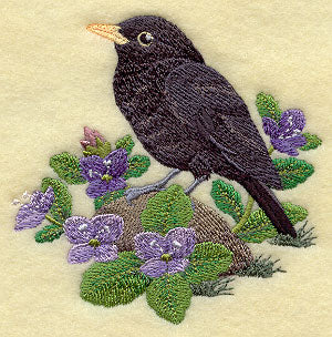 British Blackbird and Brooklime