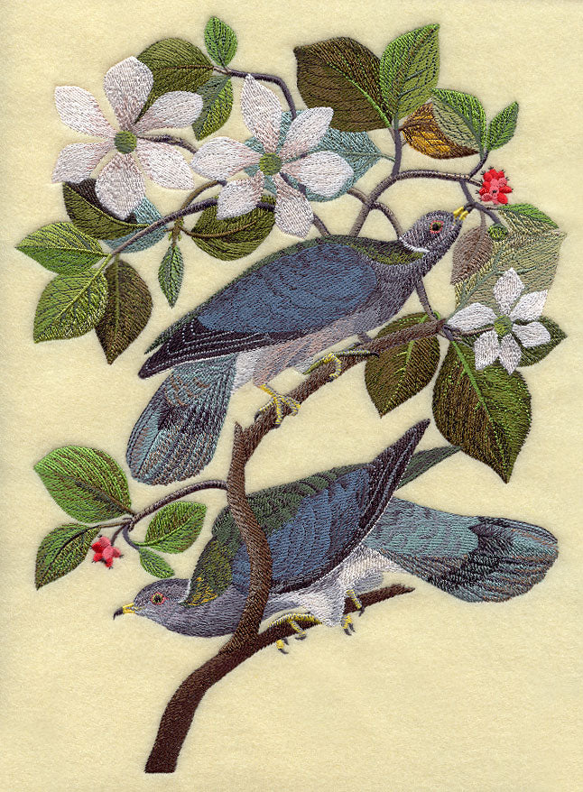 Band-tailed Pigeons