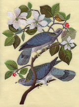 Band-tailed Pigeons