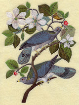 Band-tailed Pigeons