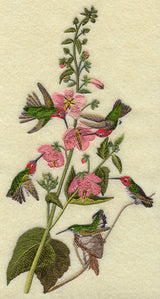 Anna's Hummingbird