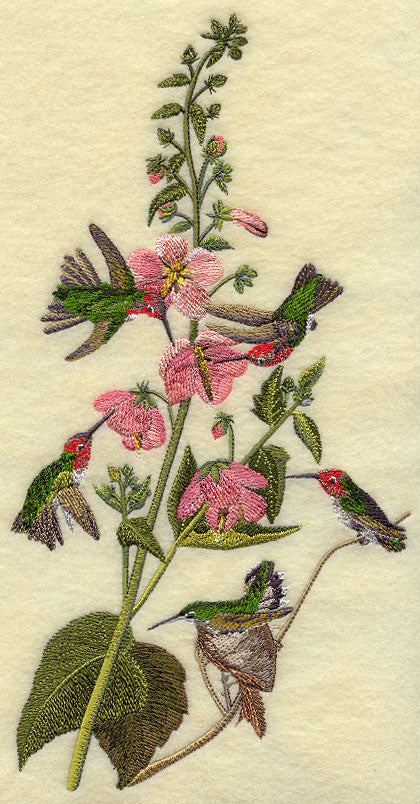 Anna's Hummingbird