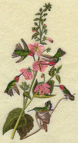 Anna's Hummingbird