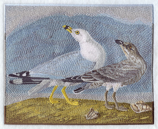 Ring-billed Seagulls