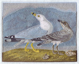 Ring-billed Seagulls