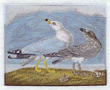 Ring-billed Seagulls