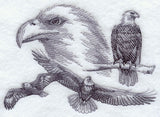 Eagle Sketch