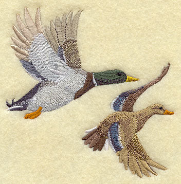 Mallard Pair in Flight