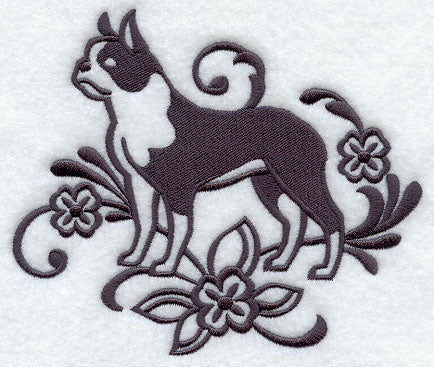 Graceful Boston Terrier