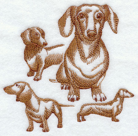 Dachshund Sketch