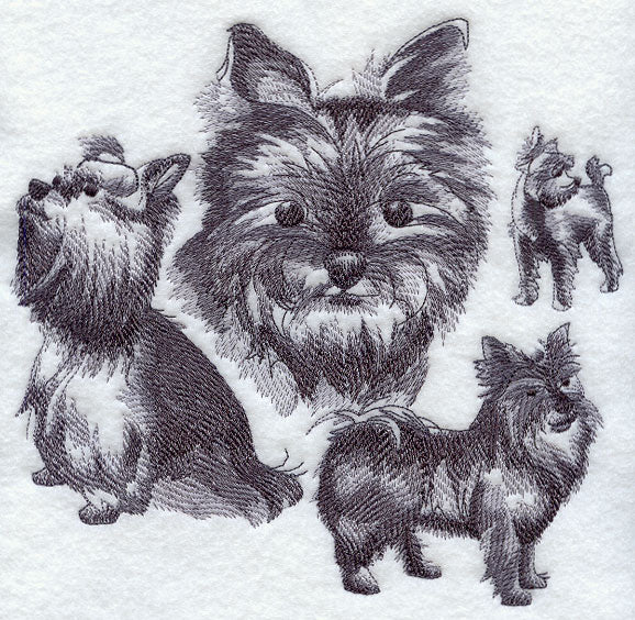 Yorkie Sketch