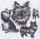 Yorkie Sketch