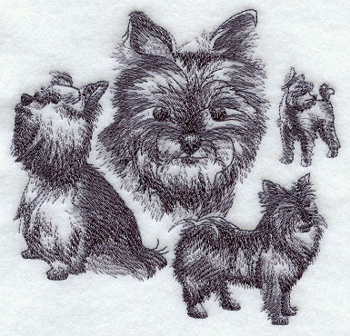 Yorkie Sketch