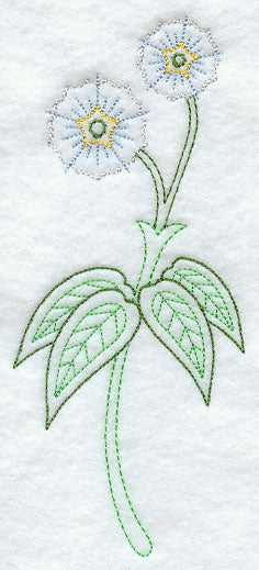 Eucalyptus Gum (Vintage)