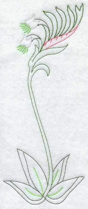 Kangaroo Paw (Vintage)