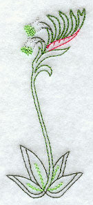 Kangaroo Paw (Vintage)