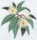 Eucalyptus Gum