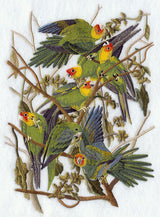 Carolina Parakeet