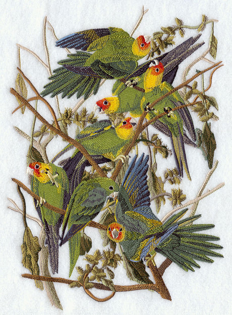 Carolina Parakeet