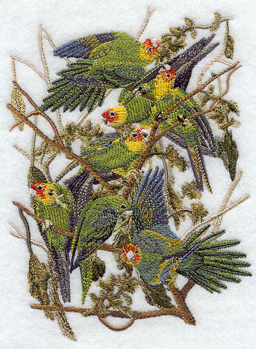 Carolina Parakeet