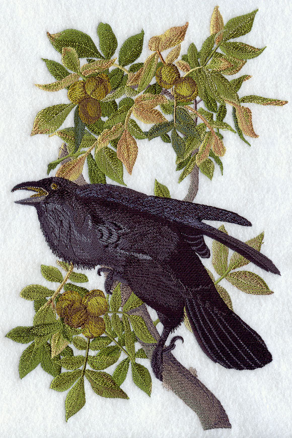 Common Raven