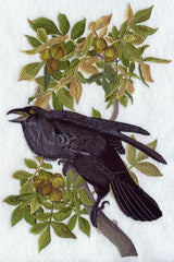 Common Raven