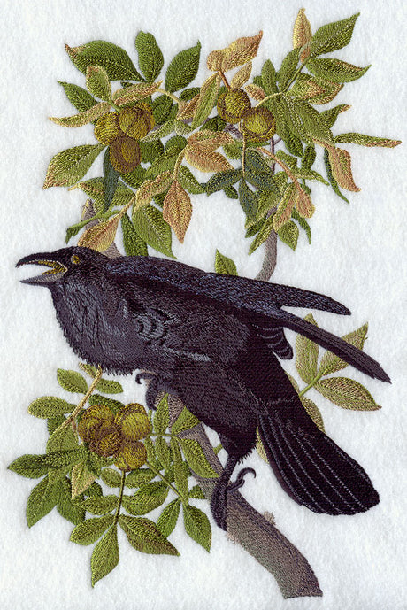 Common Raven