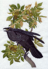 Common Raven
