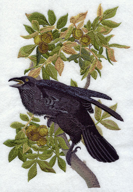 Common Raven